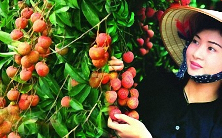 Hải Dương phát triển khoảng 1.500 ha vải VietGAP